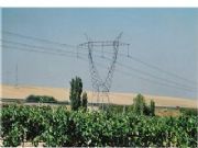 Viñedos en la Denominación de Origen Rueda